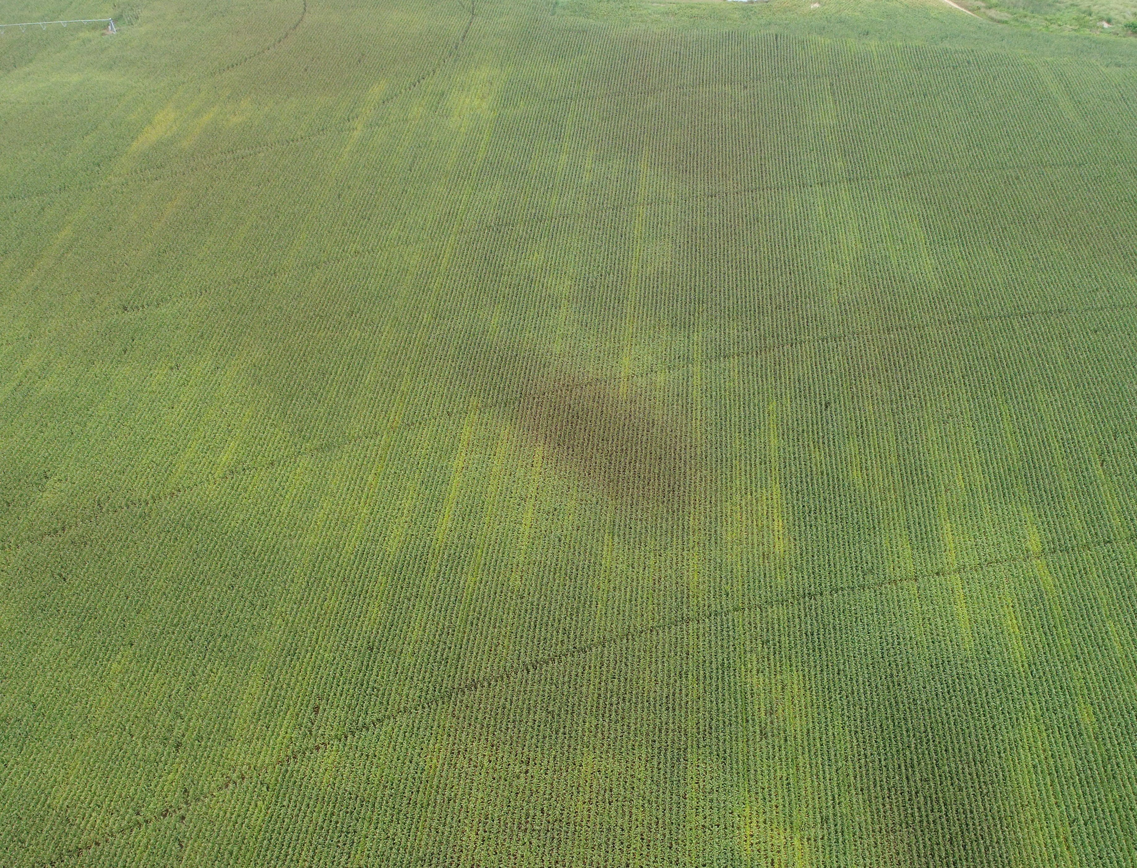 tar spot foci from above